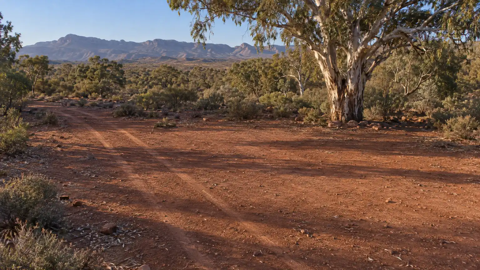 An empty red-earth clearing under a river red gum, with low ranges on the horizon in the Flinders.
