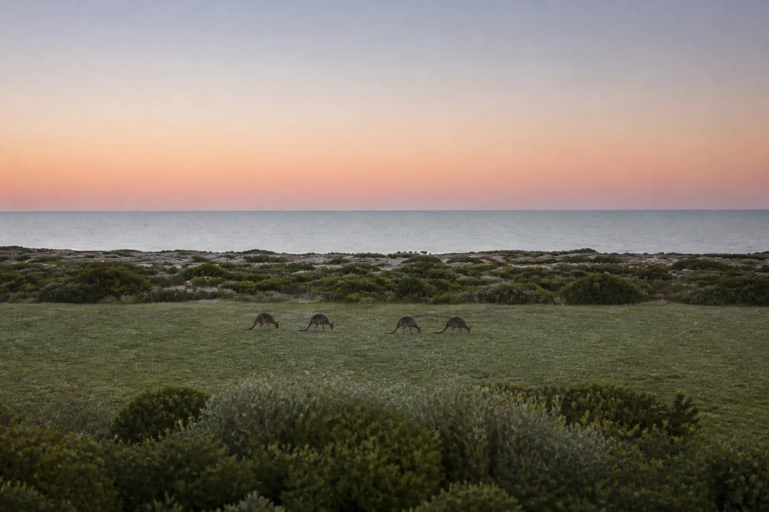 Four kangaroos grazing far off at the edge of the scrub under an apricot and grey-blue dusk sky