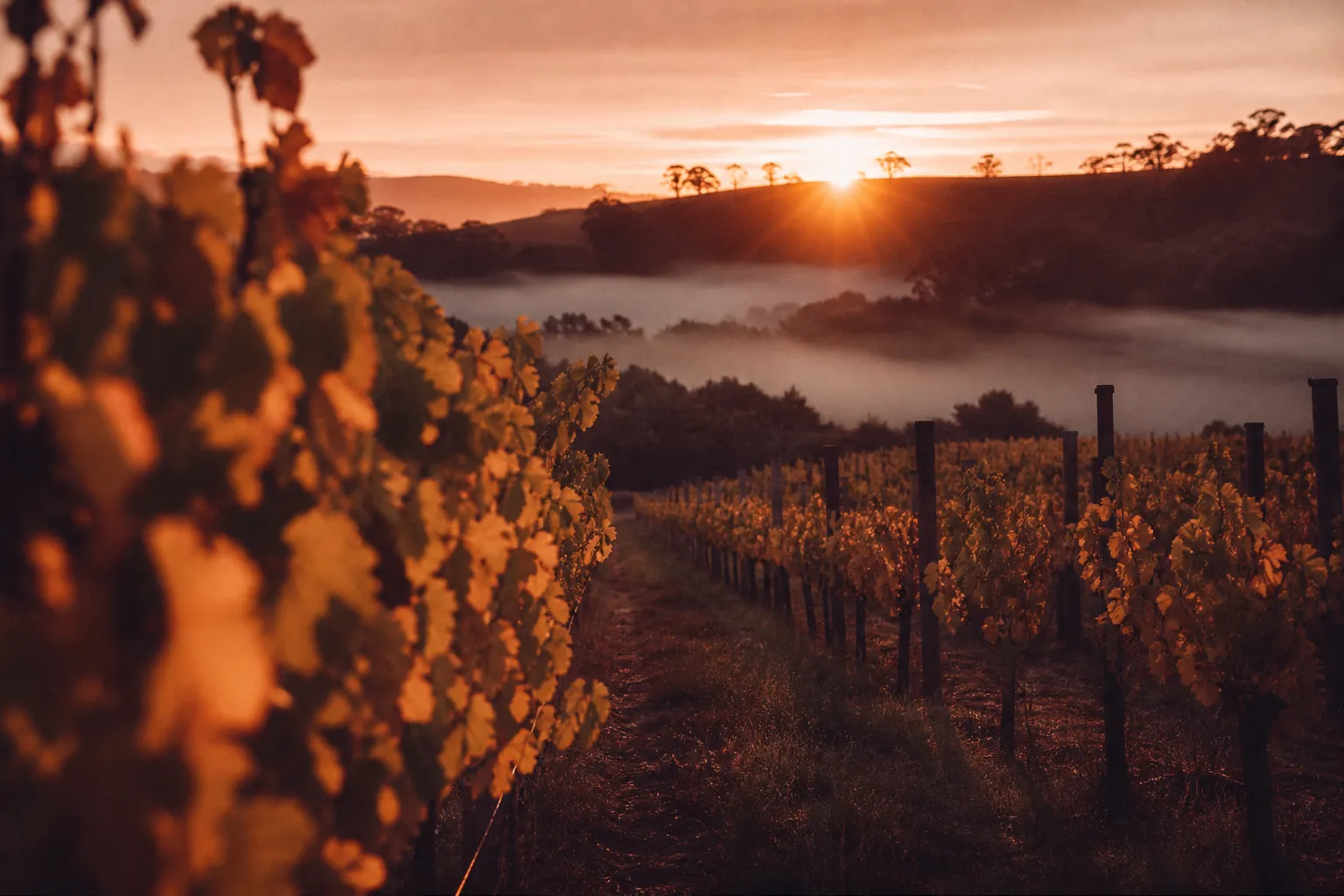 Vineyard rows on the ridge at dawn, mist lying in the valley below and the sun clearing the far hills