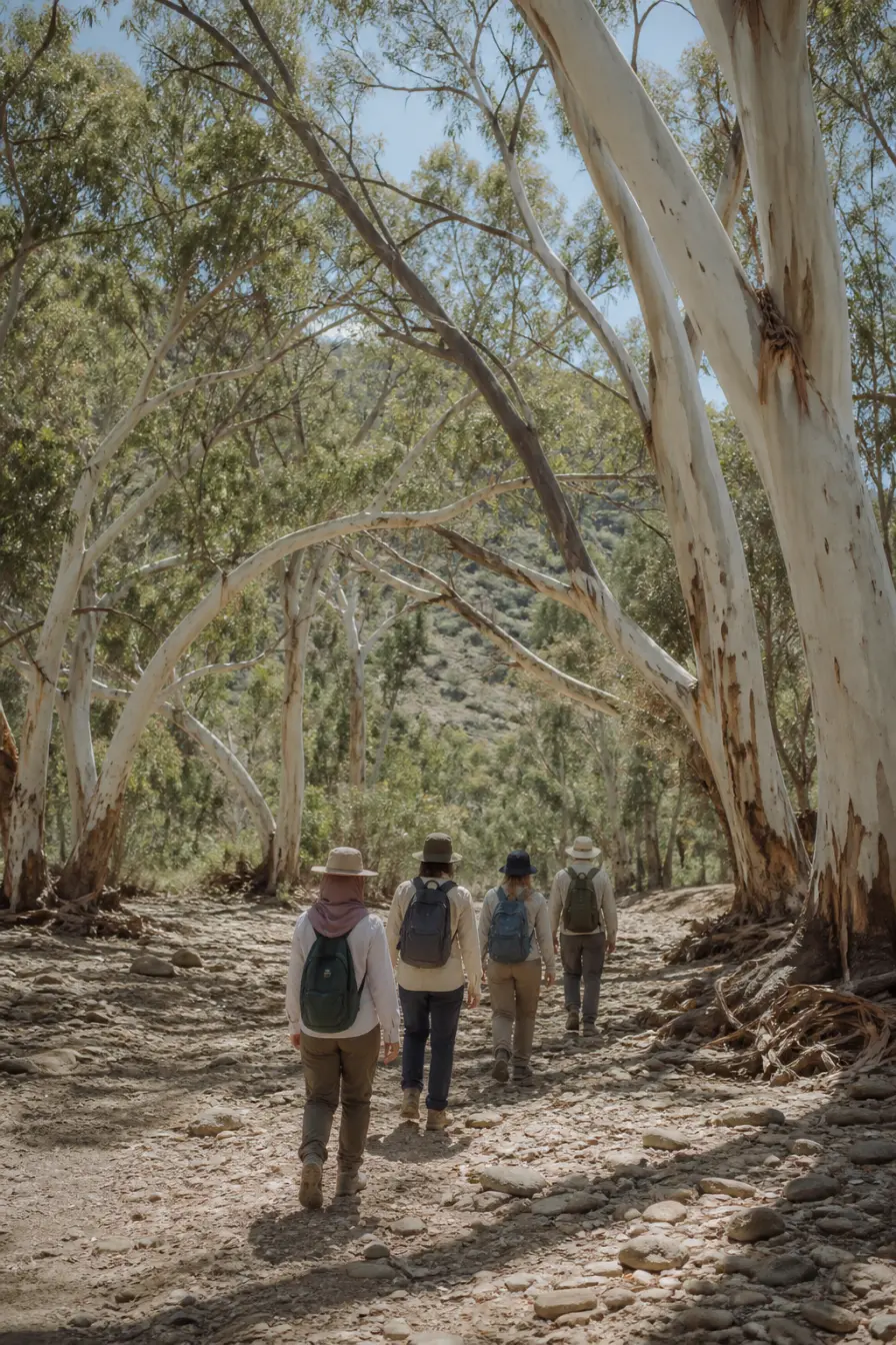 Four walkers in single file along a dry creek bed under tall river red gums