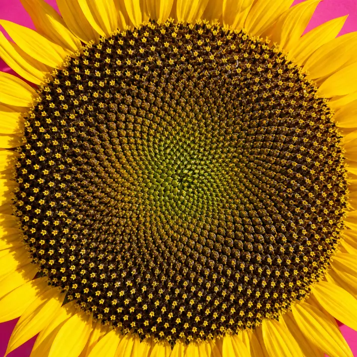 A real sunflower head face on, its seeds packed in two sets of spirals, on magenta paper