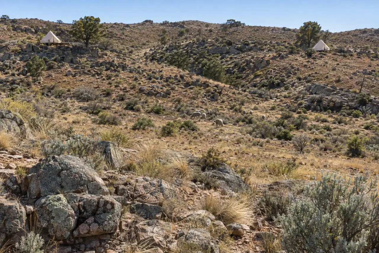 Looking across the property from the track: two bell tents far apart on a stony ridge, each tucked into its own fold of the hill, sheep grazing below.