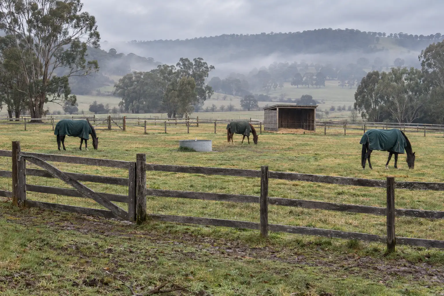 Rugged horses grazing in fenced paddocks falling towards a misty valley, a timber gate in front.