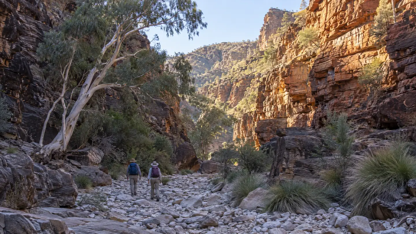 Two walkers seen small from behind on a dry creek bed between tall red quartzite walls, a river red gum leaning over the stones