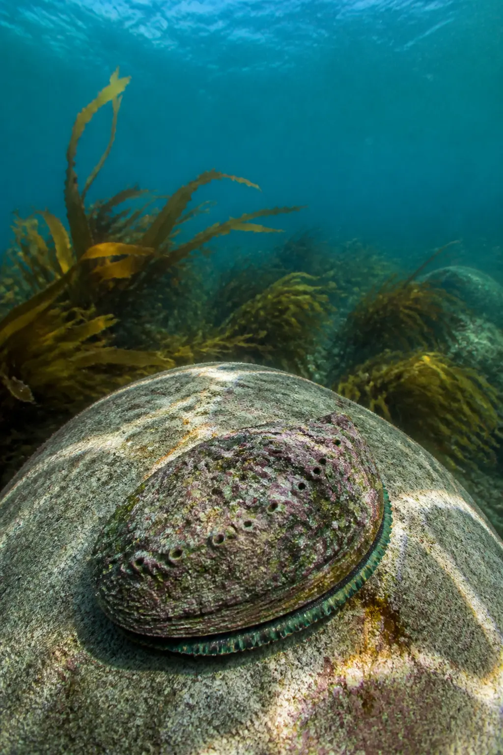 A live greenlip abalone clinging to a granite reef among kelp.