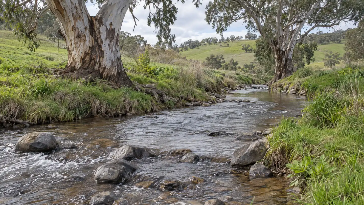 A small creek running quick and shallow over stones, bending away past two old river red gums with green paddocks beyond.