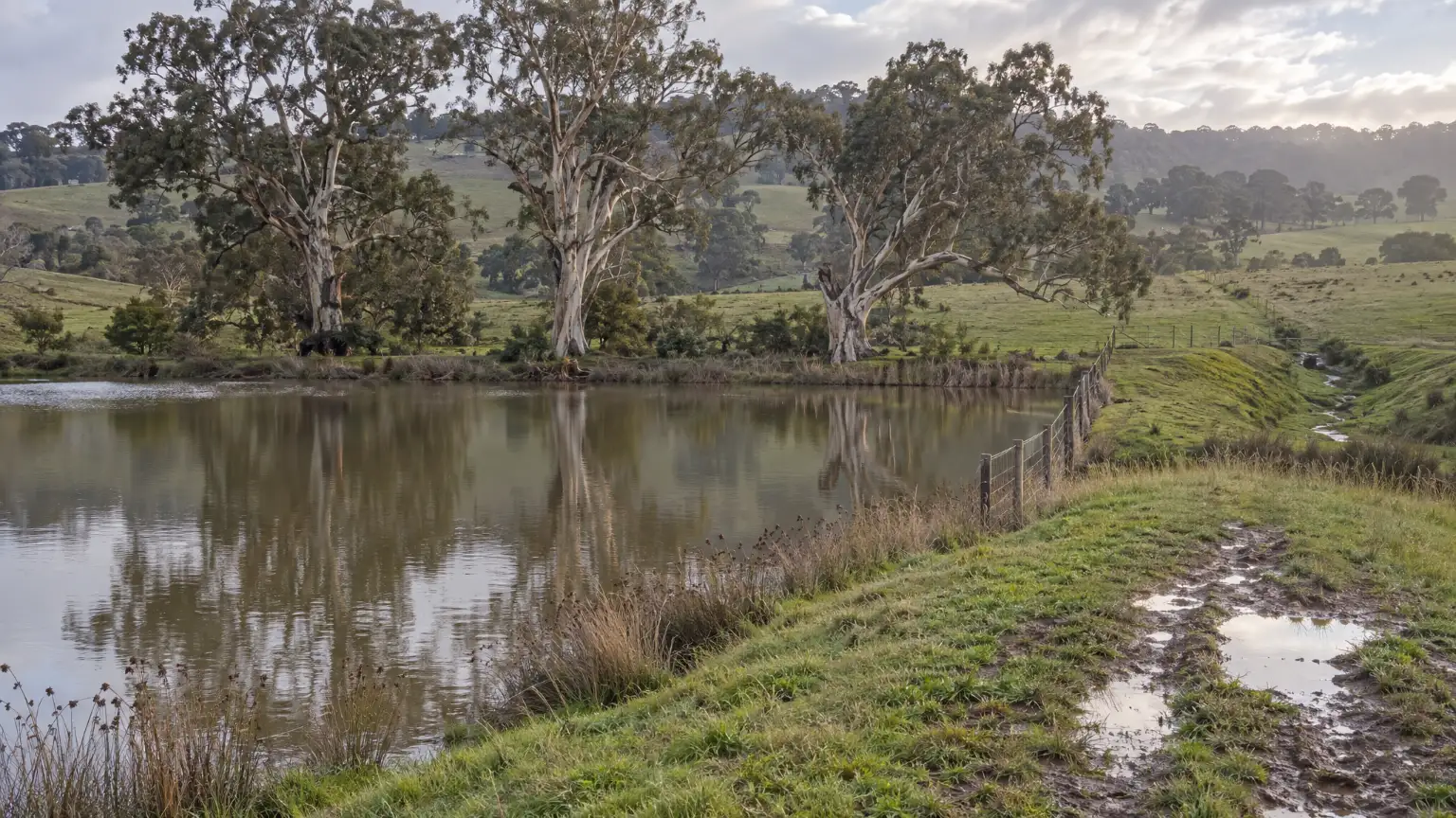 Still water in a farm dam, seen from its wall, with three big river red gums leaning over the far bank.