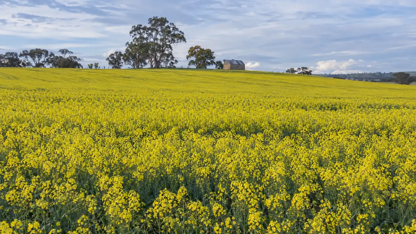 A paddock of canola in flower rising to a low rise with old red gums and a small stone shed on the skyline.
