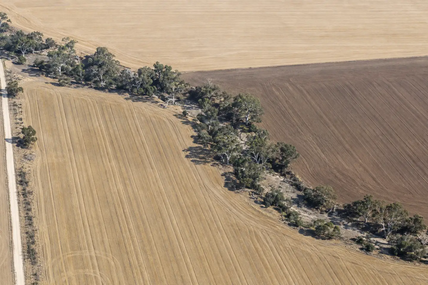 Harvested wheat paddocks from above, the stubble in fine lines and a creek of red gums running across them